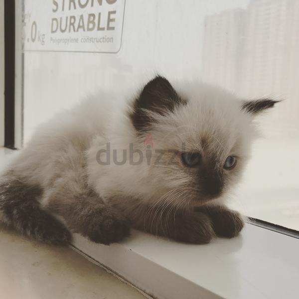 Kitten For Sale Dubai Animals & Pets UAE Chitku.ae