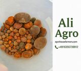 Ox & Cow Gallstones