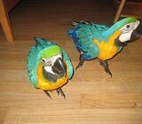 Blue  and gold macaw for adoption WhatsApp +971 502479570