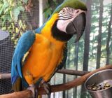 Blue and gold maw parrot for adoption WhatsApp +971 502479570