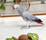 African gray parrots for adoption whatsapp +971 502479570