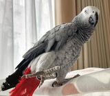 african gray parrot For adoption whatsapp +971 502479570