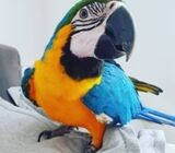 blue and gold macaw parrot for adoption whatsapp +971 502479570