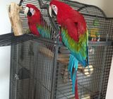 Greenwing Macaw Parrots Available.